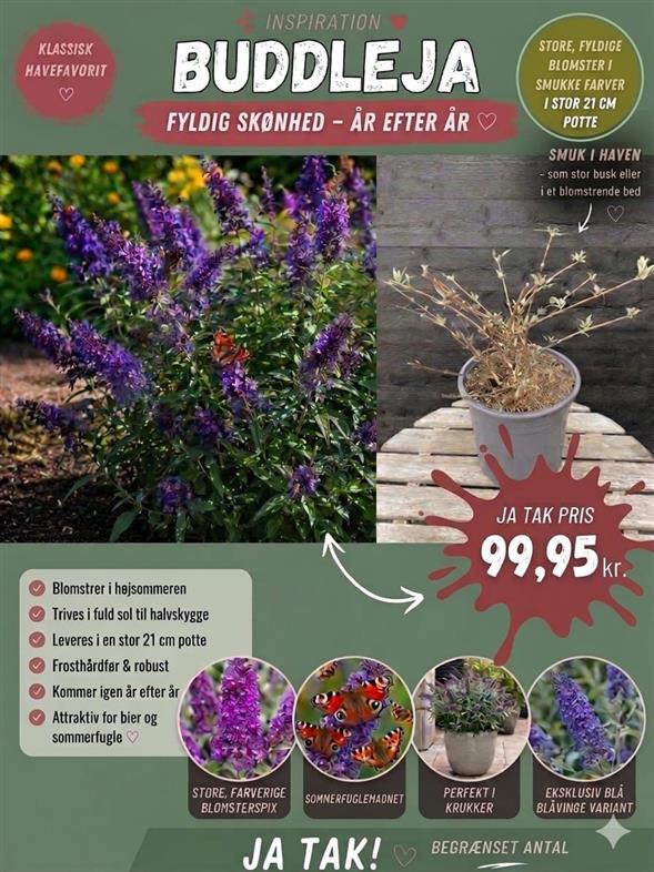 🌸 BUDDLEJA 'BLÅVINGE' – MAGISK DUFT OG ET HAV AF SOMMERFUGLE 🌸