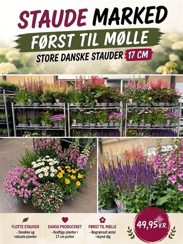 SMUKKE & ROBUSTE DANSKE STAUDER 🌿