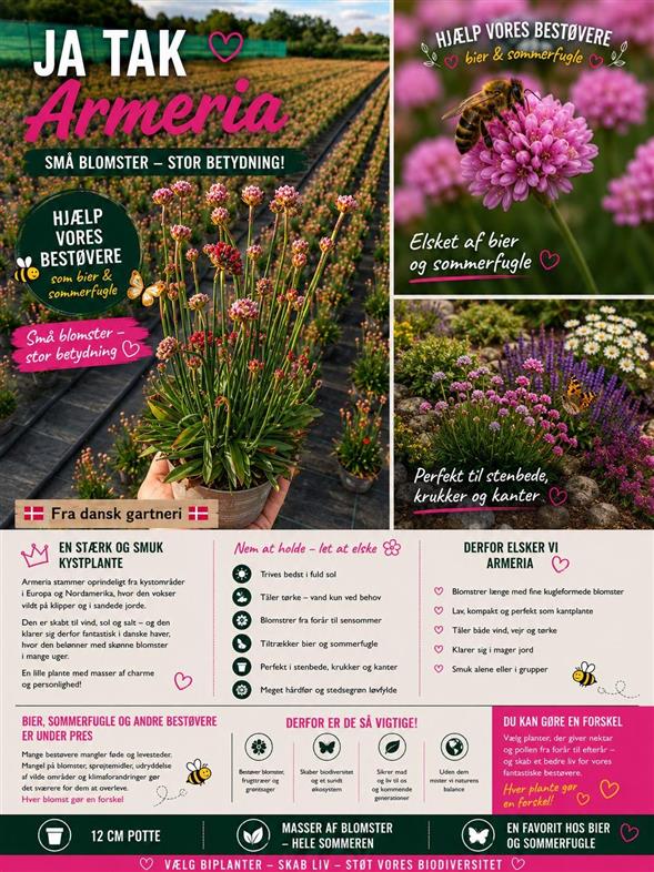 Dansk Armeria / Engelskgræs 12 cm 🦋🐝🌿
