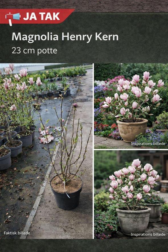 🌸 JA TAK – Magnolia ‘Henry Kern’ 23 cm potte