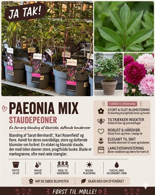 SMUKKE & FARVERIGE PAEONIA MIX 🌸
