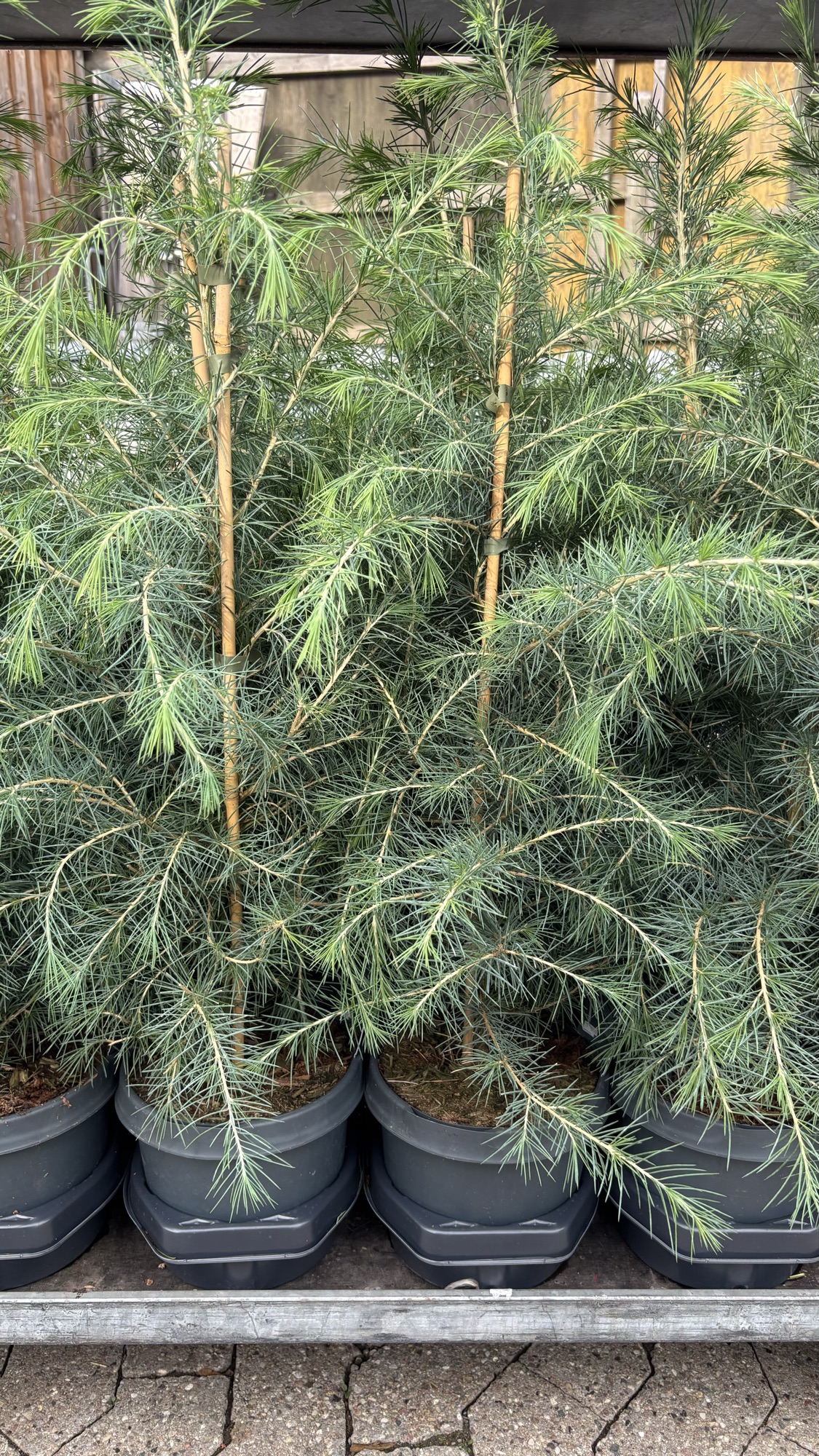 Cedrus