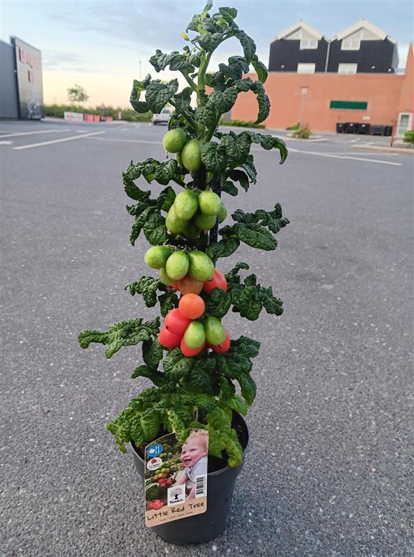 Store Tomat planter med tomater på🍅🍅🍅