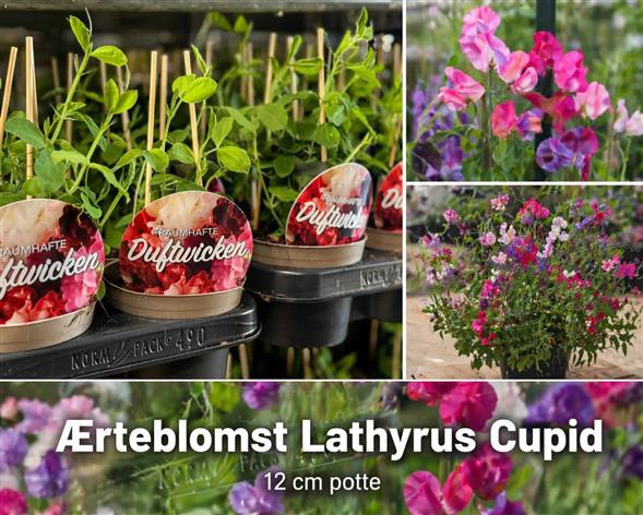 SMUK & DUFTENDE LATHYRUS CUPID 🌸
